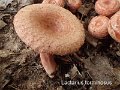 Lactarius torminosus-amf1081-2